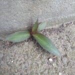 Tradescantia cerinthoides Leaf