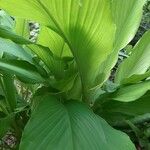 Curcuma longa Leaf