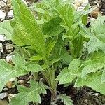 Echinops bannaticus Leaf