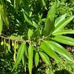 Bontia daphnoides List