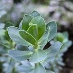 Euphorbia myrsinites Leaf