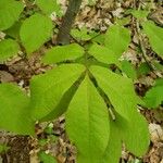 Carya glabra Blatt