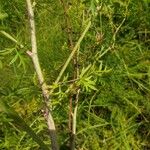 Peucedanum alsaticum Leaf