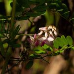 Indigofera roseocaerulea Λουλούδι