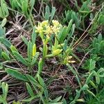 Crithmum maritimumFlower