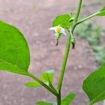 Solanum aethiopicum ফুল