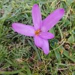 Colchicum montanumFleur