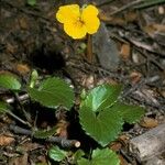 Viola maculata Habit