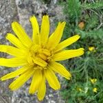 Gelasia hirsuta Flower