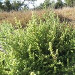 Salsola australis Costuma