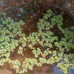 Azolla carolinianaപുഷ്പം