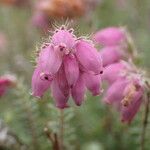 Erica tetralix Blomma