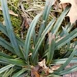 Carex flaccosperma Pokrój