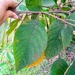 Saurauia montana Leaf