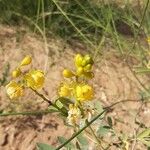 Senna alexandrina Flor