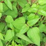 Boehmeria cylindrica Листок