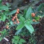 Pyracantha koidzumii Frucht