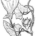 Convolvulus betonicifolius Other