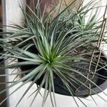 Tillandsia stricta Fuelha