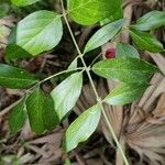 Euonymus americanusLeaf