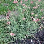 Oenothera suffrutescens Hábitos