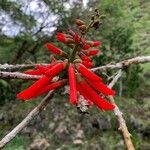 Erythrina amazonica Květ