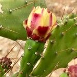 Opuntia maxima Blüte