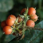 Rutidea hispida Fruit