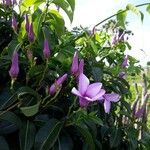 Cryptostegia madagascariensis Bojer ex Decne.Flower