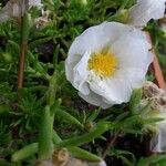 Portulaca grandifloraফুল