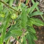 Solanum hastifolium Fruit