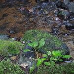 Impatiens filicornu Pokrój