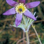 Anemone montana Blüte