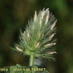 Trifolium sylvaticum 花
