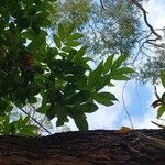 Harpullia arborea Leaf