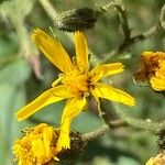 Hieracium prenanthoides Flower