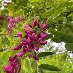 Robinia hispida Flor