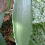 Vanilla planifolia Hoja