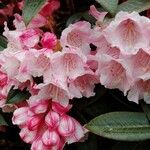 Rhododendron insigne Кветка