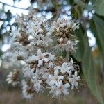 Cordia alliodora Çiçek