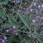 Salvia fruticosa Fuelha