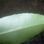 Ternstroemia dentata Yaprak