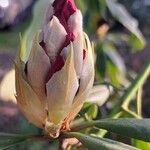 Rhododendron yakushimanum Flower