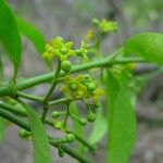 Secamone elliptica Flower