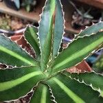 Agave univittata