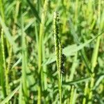 Paspalum distichum Квітка