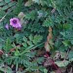 Erodium acaule Blomst