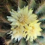 Parodia lenninghausii Fiore