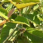 Harungana madagascariensis Hoja
