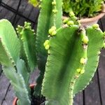 Euphorbia ingens List